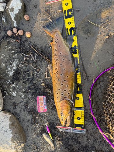 ブラウントラウトの釣果