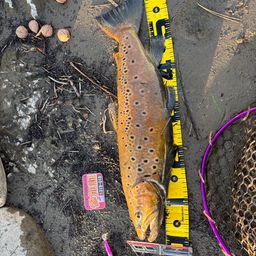 ブラウントラウト