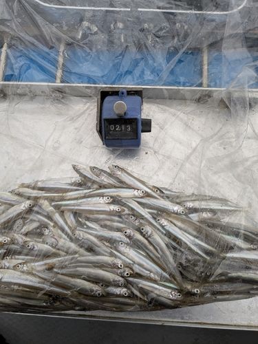 ワカサギの釣果