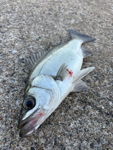 大村湾（南部）