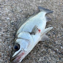 セイゴ（ヒラスズキ）