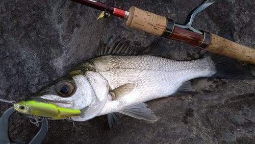 セイゴ（ヒラスズキ）の釣果