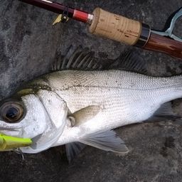 セイゴ（ヒラスズキ）