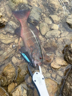 スジアラの釣果