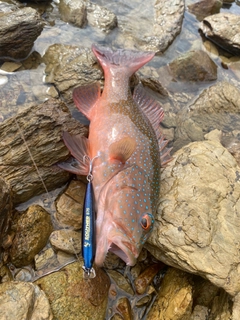 スジアラの釣果