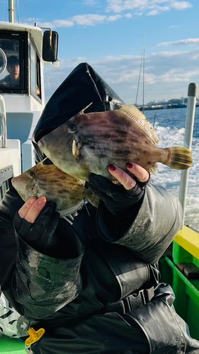 カワハギの釣果