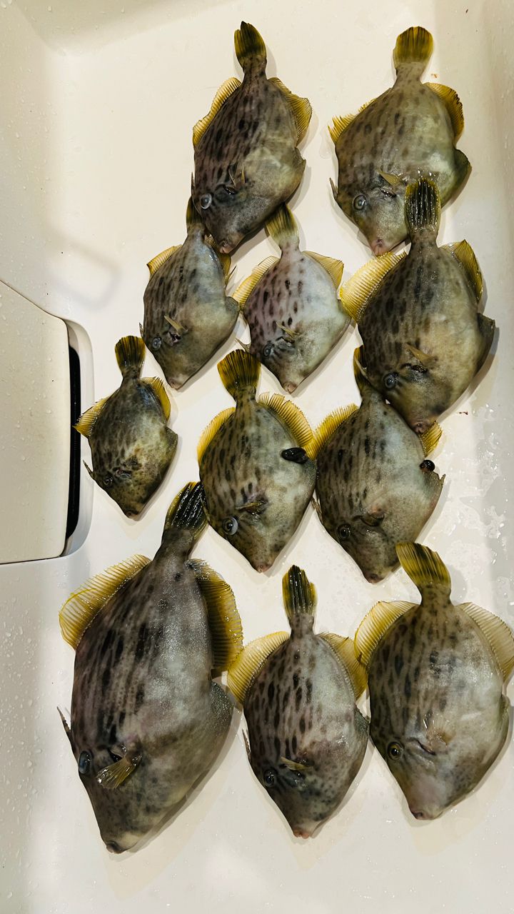 やっぱりアジが好き🐈さんの釣果 2枚目の画像