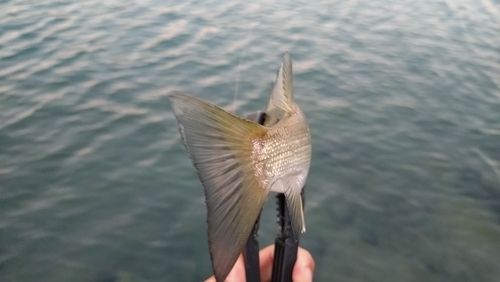 セイゴ（マルスズキ）の釣果