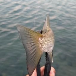 セイゴ（マルスズキ）