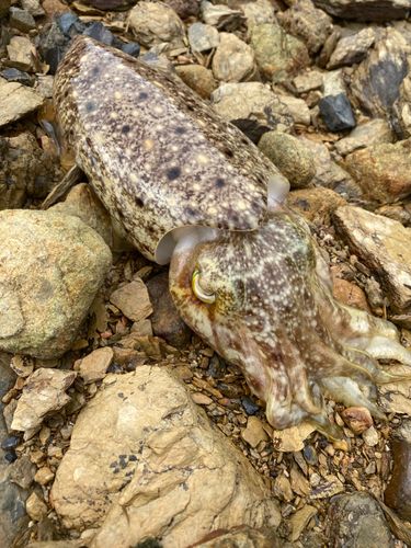 コブシメの釣果