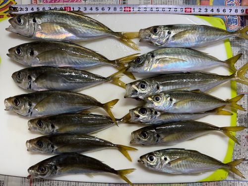 アジの釣果