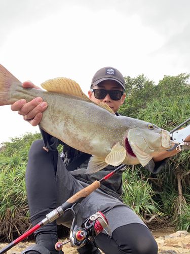 スジアラの釣果