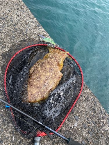 コブシメの釣果