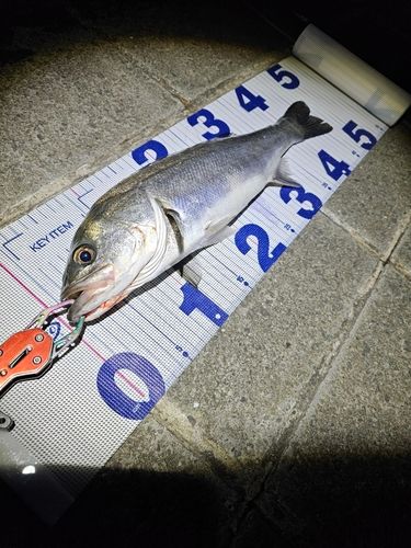 フッコ（タイリクスズキ）の釣果