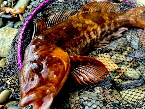 アイナメの釣果