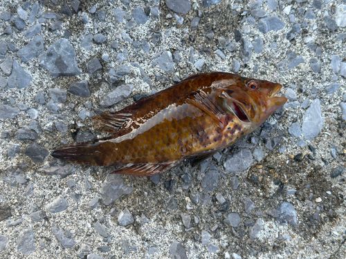 オハグロベラの釣果