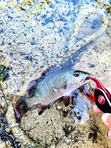 マングローブジャックの釣果