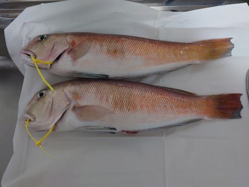 シロアマダイの釣果