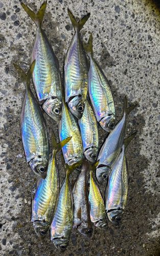 アジの釣果