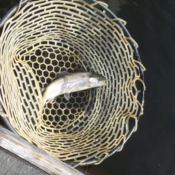 レインボートラウト