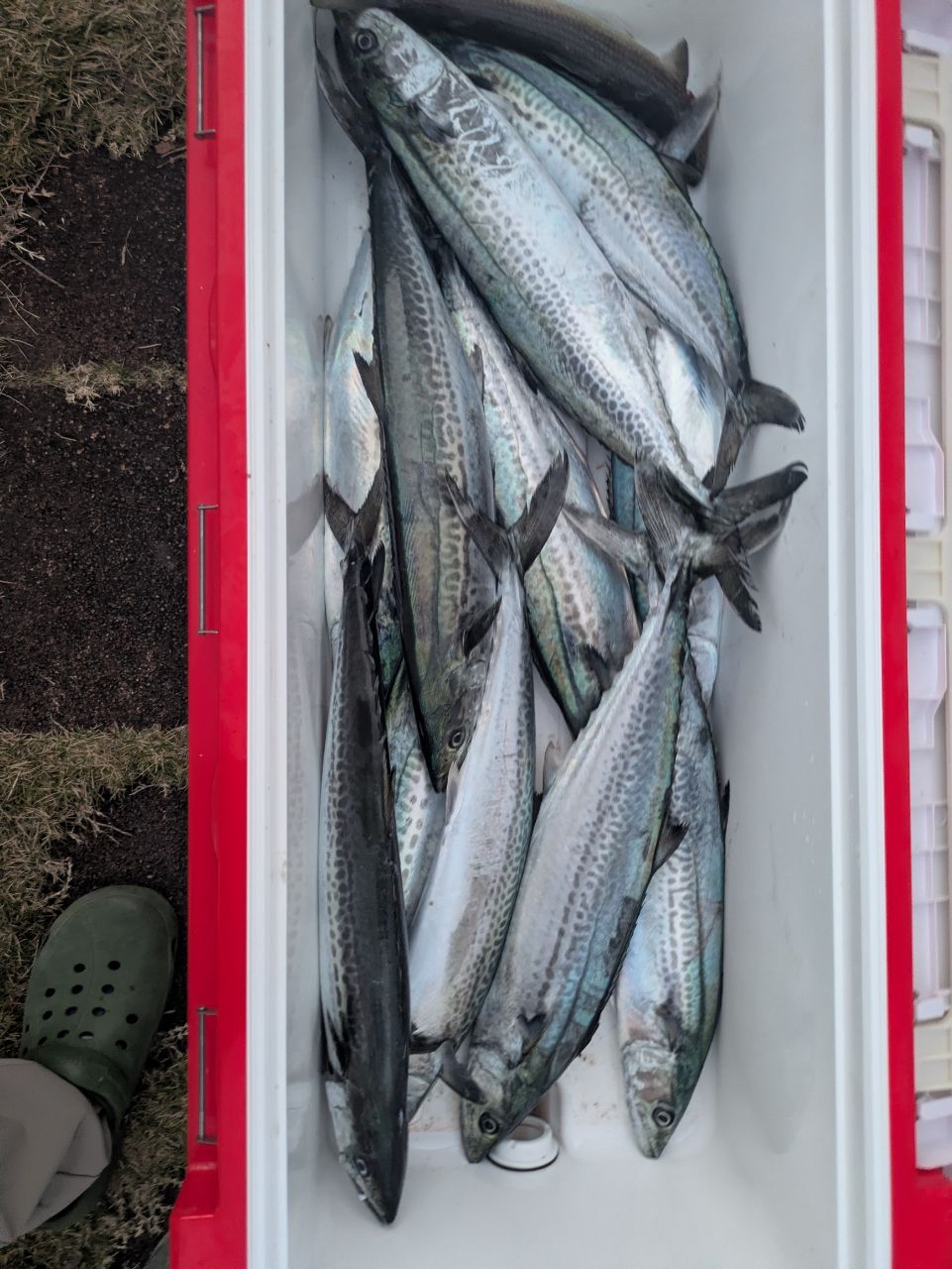 シーバくんさんの釣果 1枚目の画像