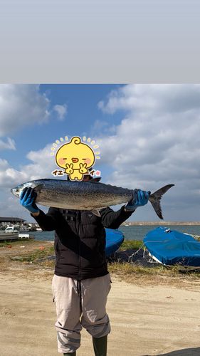サワラの釣果