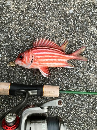 アヤメエビスの釣果