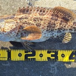 チャイロマルハタ