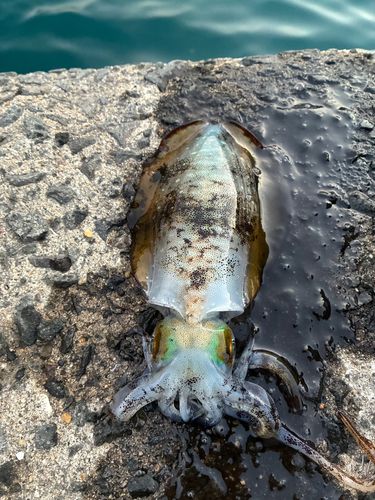 アオリイカの釣果
