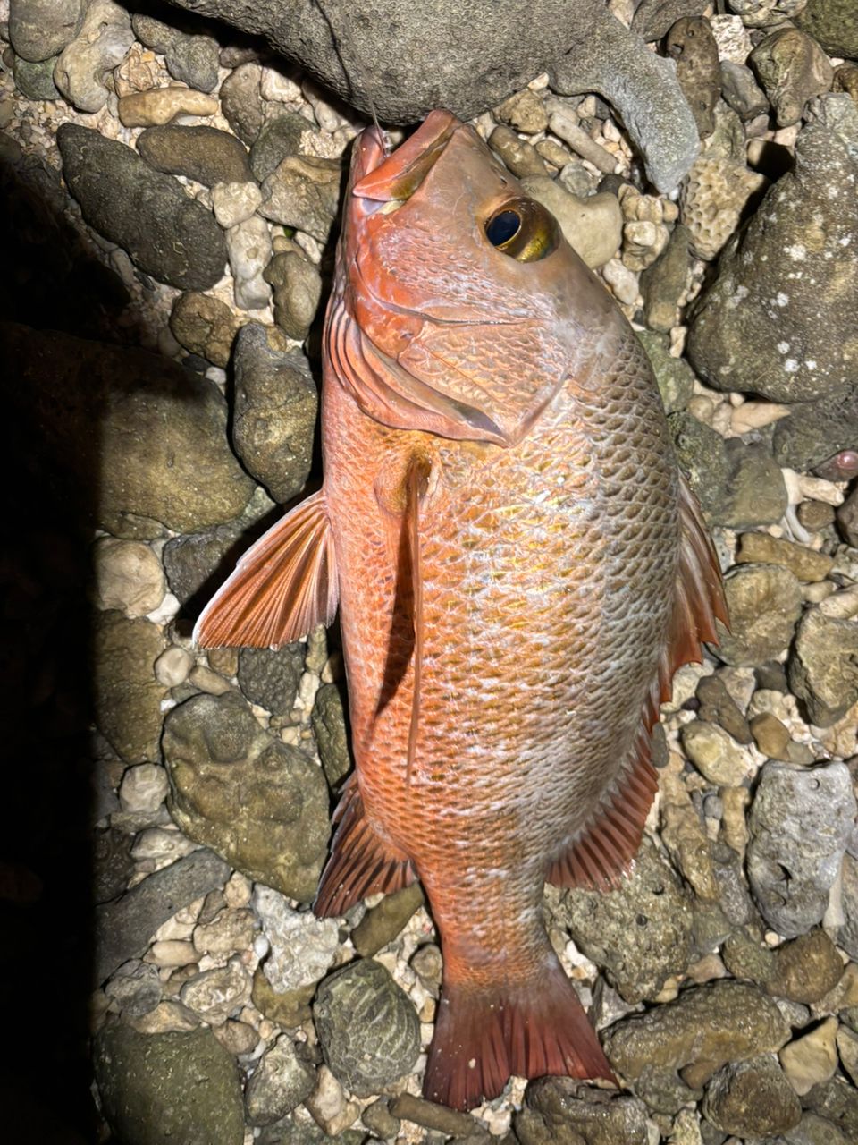 マングローブジャック