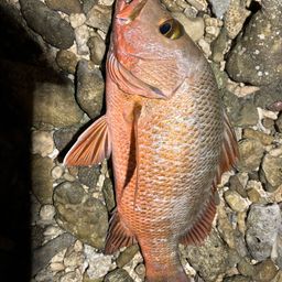 マングローブジャック