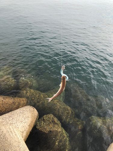 エソの釣果