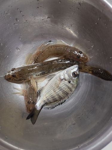 マハゼの釣果
