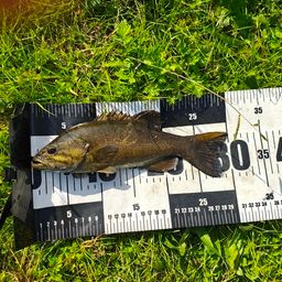 スモールマウスバス