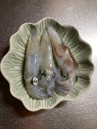 ヒイカの釣果
