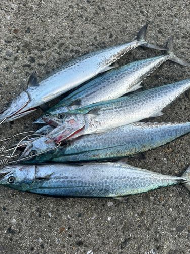 サゴシの釣果