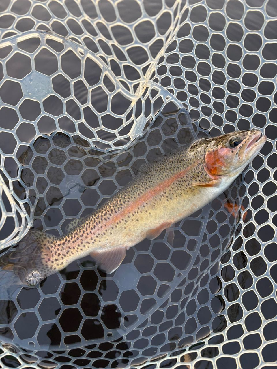 レインボートラウト