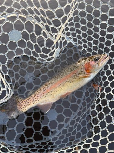 レインボートラウトの釣果