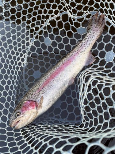 レインボートラウトの釣果