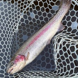 レインボートラウト