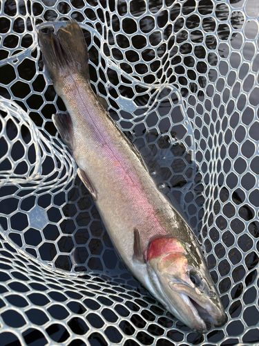 レインボートラウトの釣果