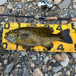 スモールマウスバス