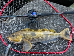 アブラコの釣果