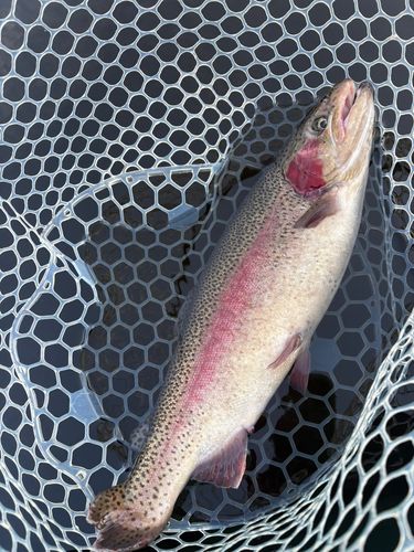 レインボートラウトの釣果
