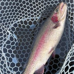 レインボートラウト