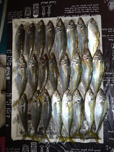 マアジの釣果