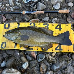 スモールマウスバス