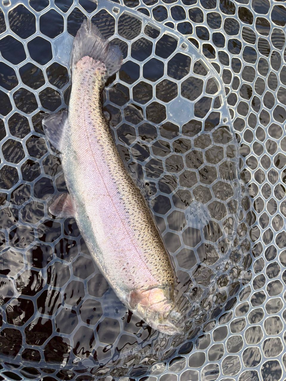 レインボートラウト