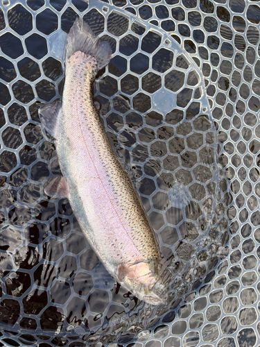 レインボートラウトの釣果