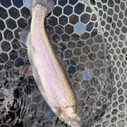 レインボートラウト